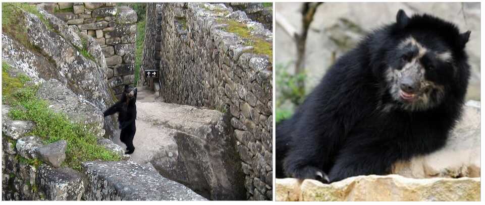 Oso Andino u Oso de Anteojos en las ruinas de Machu Picchu (Perú)