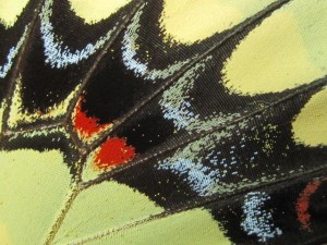 Escamas de mariposa. Cortesía: www.fotonatura.org