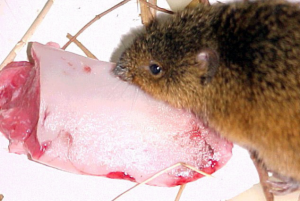 El ratón hocicudo rojido (Oxymycterus rufus) en acción: SENASA le ofreció carne vacuna y se la devoró