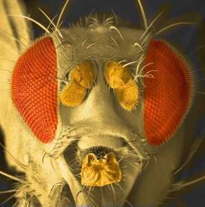 Drosophila melanogaster OK