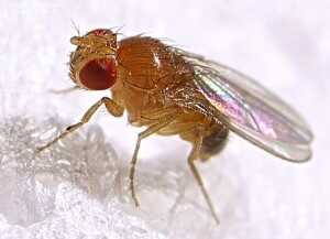 Drosophilamelanogaster