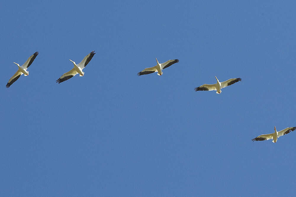 Pelicanos americanos en vuelo. Fuente: Zoológico de San Diego.